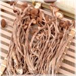 【茶树菇】特级茶树菇 茶薪菇 出口品质 味纯清香 真正冰菇 250g